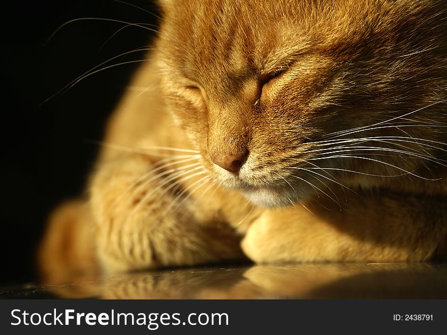 An orange colored cat take a nap in the evening light. An orange colored cat take a nap in the evening light