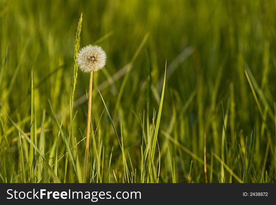 Dandelion with blurry background, grenn grass, field, meadow