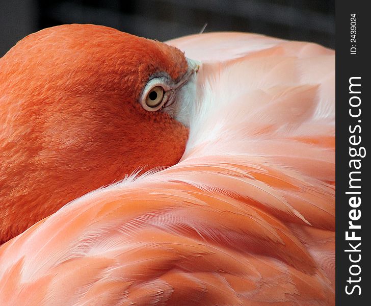 A close up view of a flamingo head and eye, surrounded in pink feathers. A close up view of a flamingo head and eye, surrounded in pink feathers.