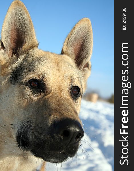 Alsatian dog at sunny winter day.