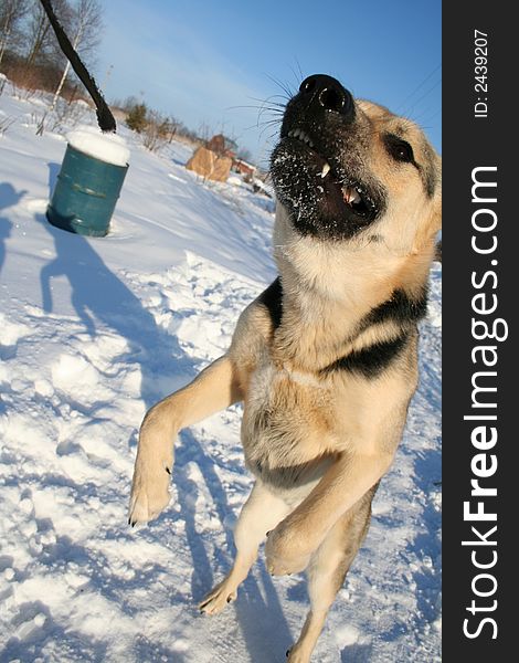 Alsatian dog at hind legs.  Game at winter.