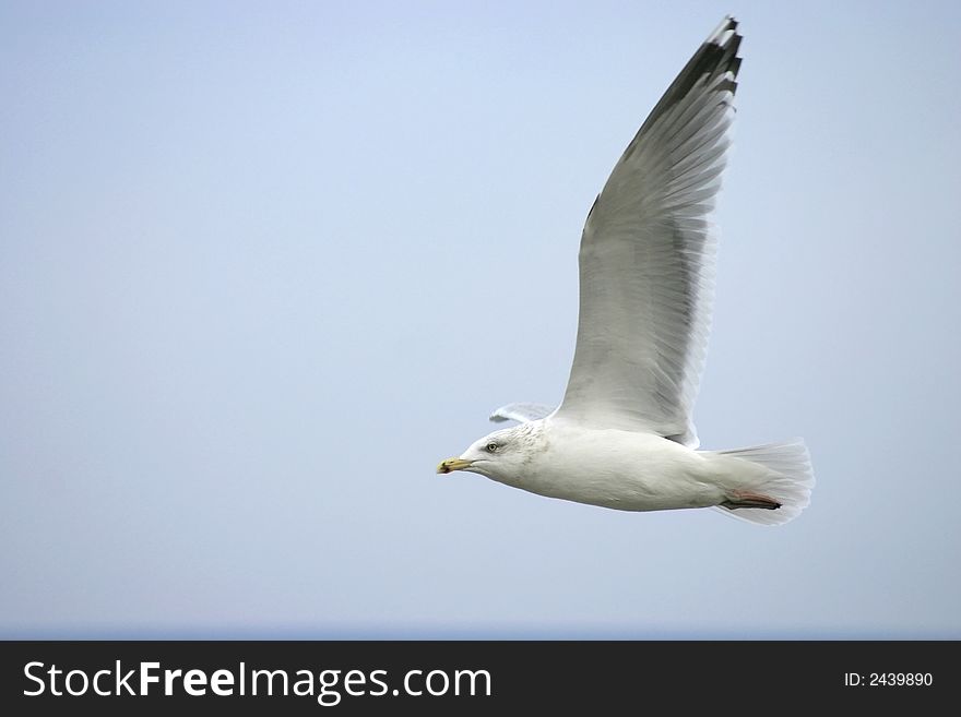 Seagull in flight against blue sky. Seagull in flight against blue sky