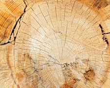 Tree Stump Closeup Royalty Free Stock Photo Tree Stump Closeup Royalty Free Stock Photo