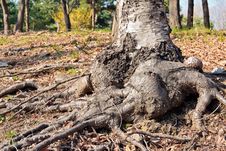 Birch Trunk And Roots Stock Photo Birch Trunk And Roots Stock Photo