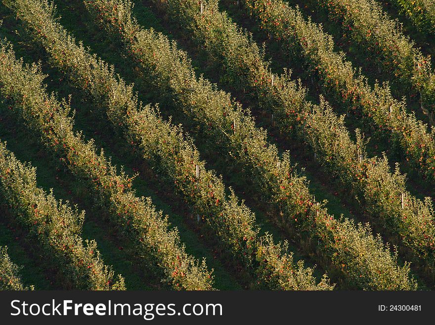 Orchard with rows of apple trees with lots of red apples under Kalvarija Hill in Maribor in autumn. Orchard with rows of apple trees with lots of red apples under Kalvarija Hill in Maribor in autumn.