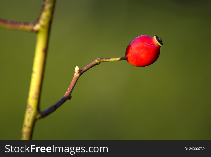 Red berries hip, hip berries on a green background, detail of red fruit separated from the background, medicinal plant, rosehip fruit tea production