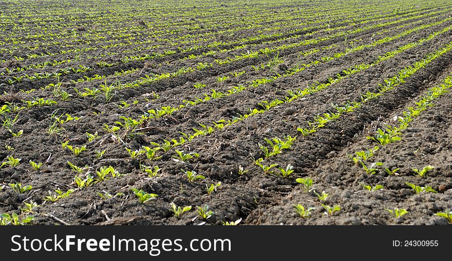 Rows Of Green Seedling