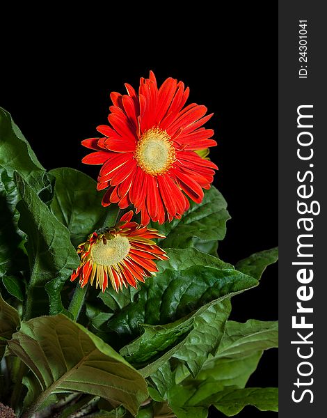 Close up shot of a display red gerbera flowers