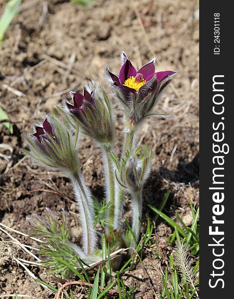 One of the first flowering plants flowering in spring - pasqueflower - pulsatilla. Using in homeopathy.