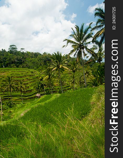 Green rice terraces near Ubud, Bali, Indonesia. Green rice terraces near Ubud, Bali, Indonesia