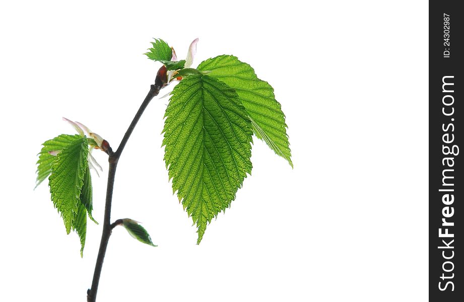 New spring leaf on white