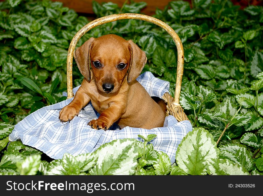 Red miniature short-haired dachshund puppy posing in a basket with a blue and white linen amongst variegated foliage. Red miniature short-haired dachshund puppy posing in a basket with a blue and white linen amongst variegated foliage