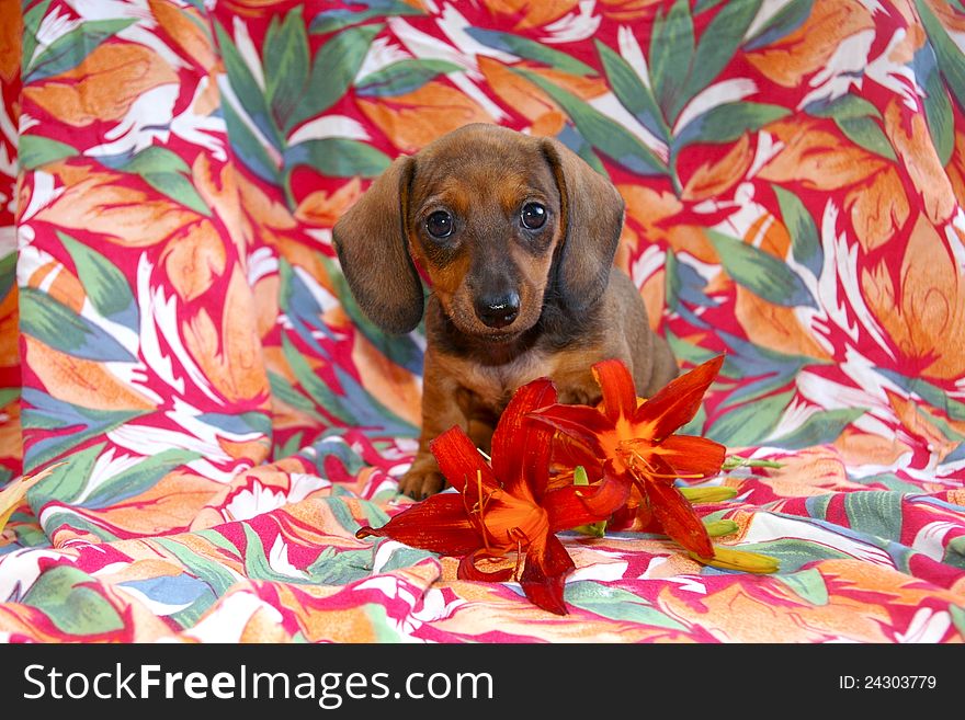 Portrait of short-haired red dachshund puppy with lilies on a floral backdrop. Portrait of short-haired red dachshund puppy with lilies on a floral backdrop