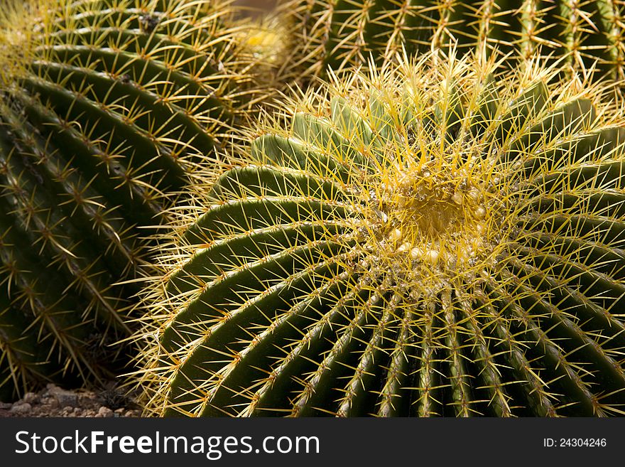 Thorny Cactus Growing On Southwest Desert Floor