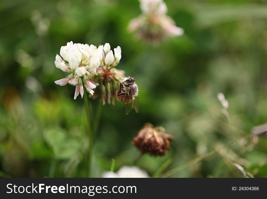 Bee on grass flower