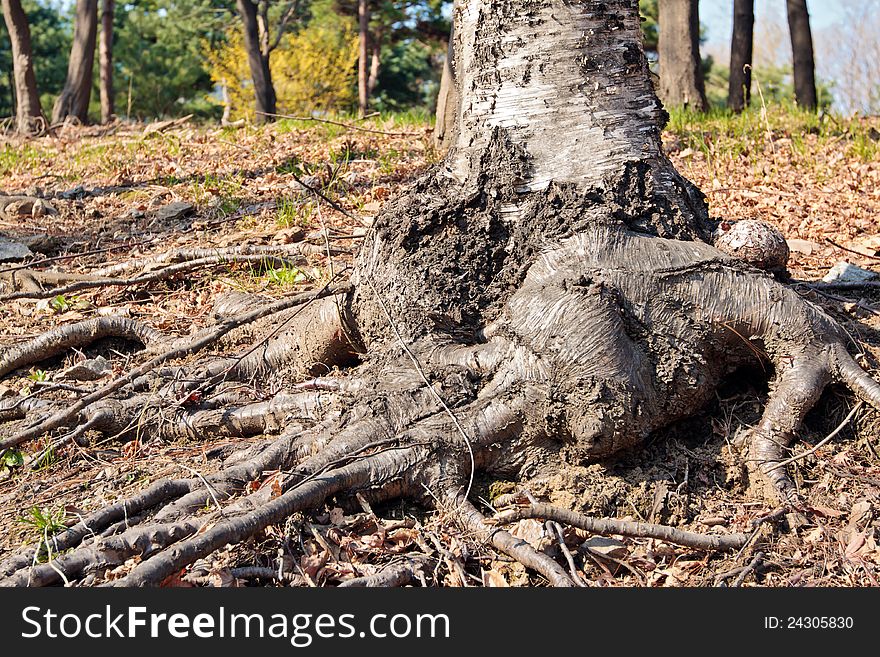 Birch trunk with roots and knag in a forest with plants on background. Birch trunk with roots and knag in a forest with plants on background