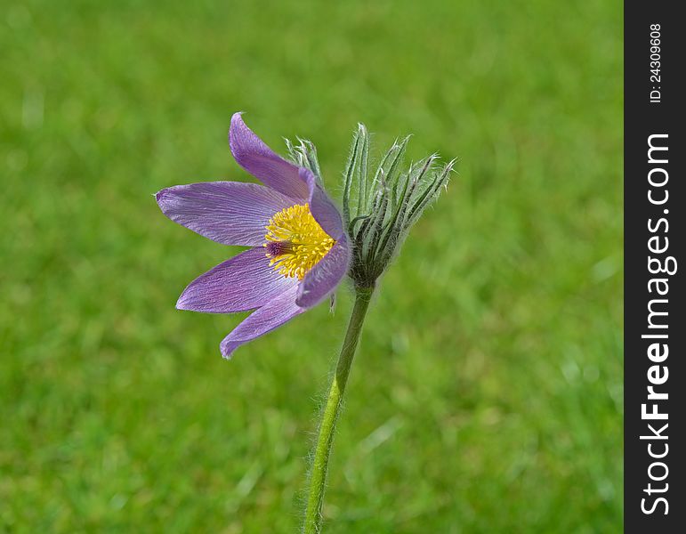 Wild Pasque flower in meadow