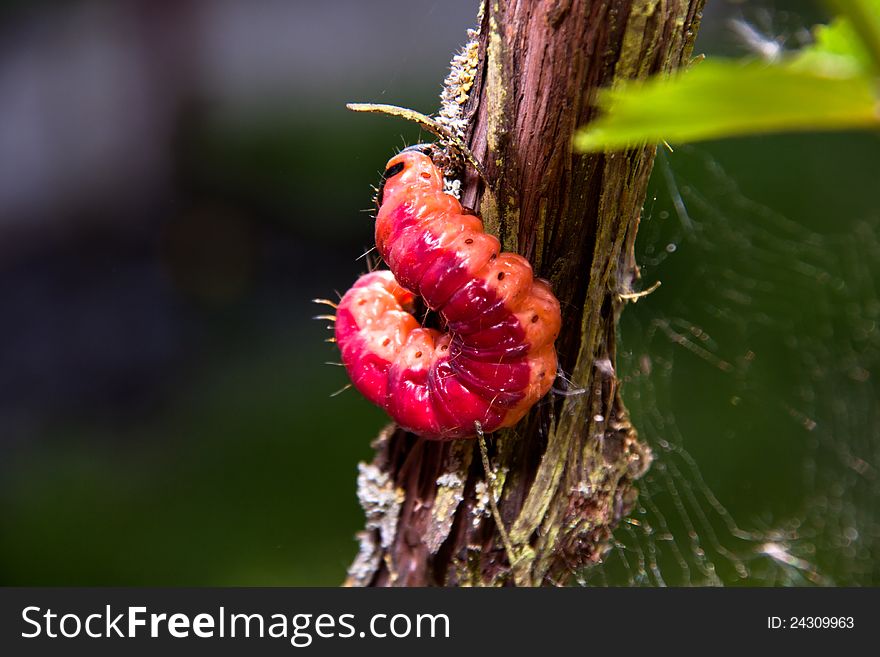 The big beautiful caterpillar sits on a grapevine