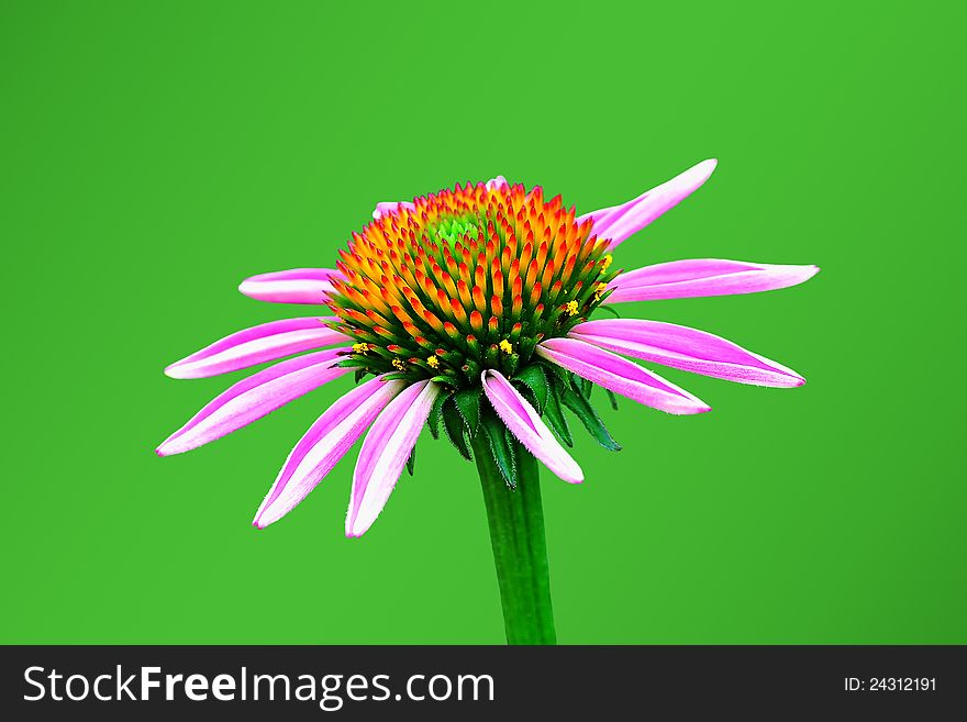 Purple echinacea on a green background