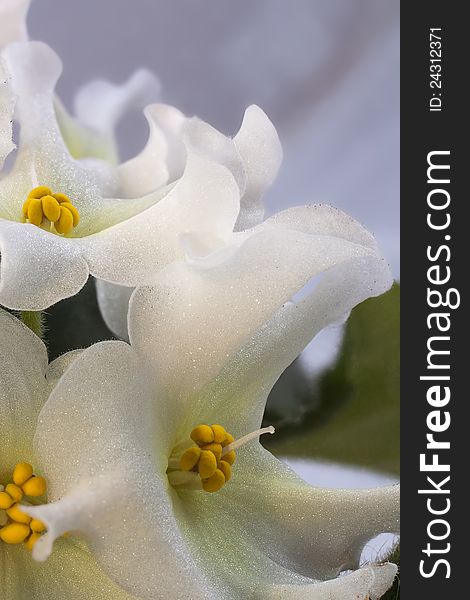 Photo of white with a golden violet.