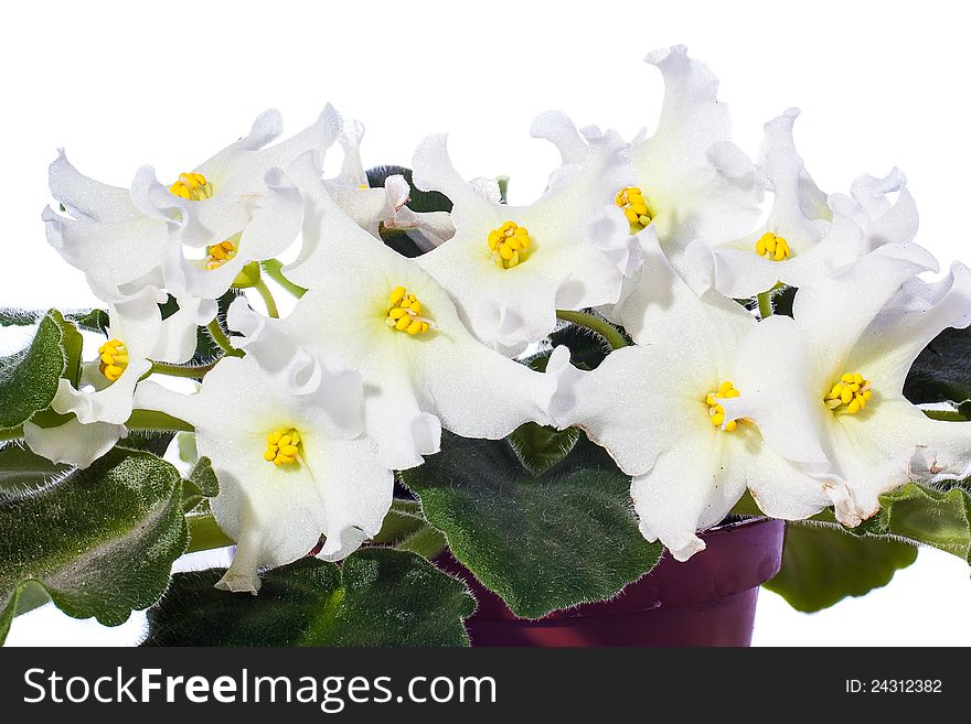 Photo of white violets with gold on a white background.