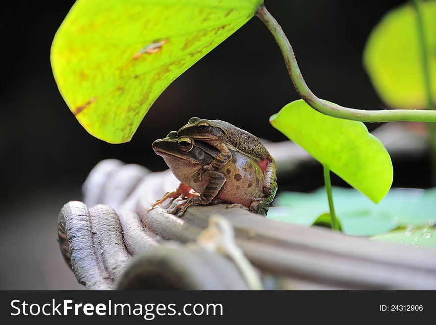 Two frogs hug climbing out of the water jar. Two frogs hug climbing out of the water jar