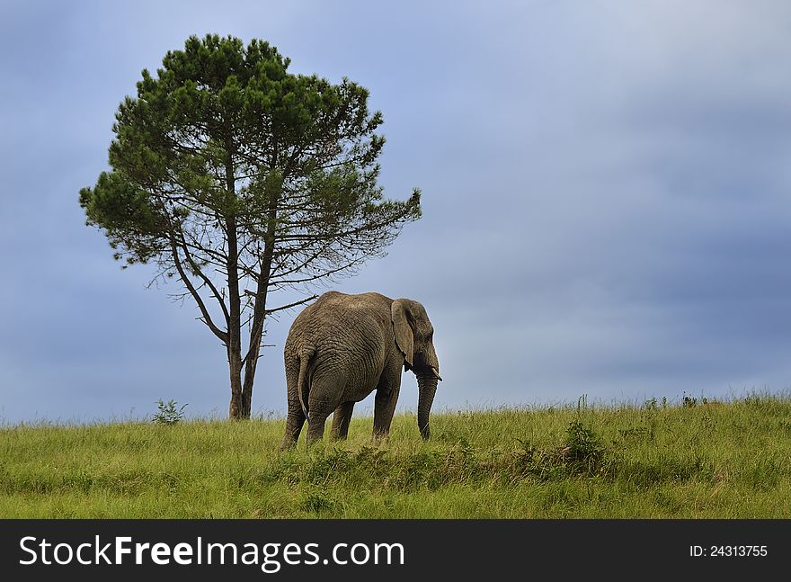 Elephant and tree at Knysna Elephant Park, South Africa. Elephant and tree at Knysna Elephant Park, South Africa