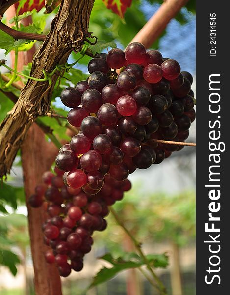 Closed up grape in a grape yard Thailand. Closed up grape in a grape yard Thailand