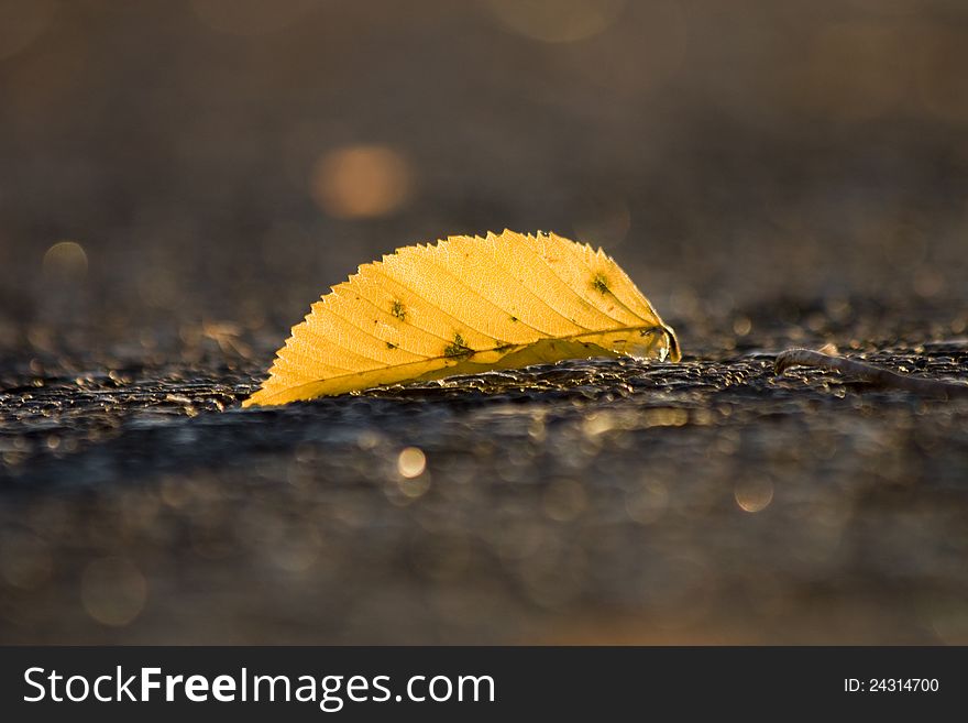 Yellow beech leaves lying on the ground