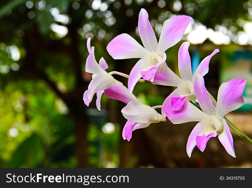 Close up of orchid flower