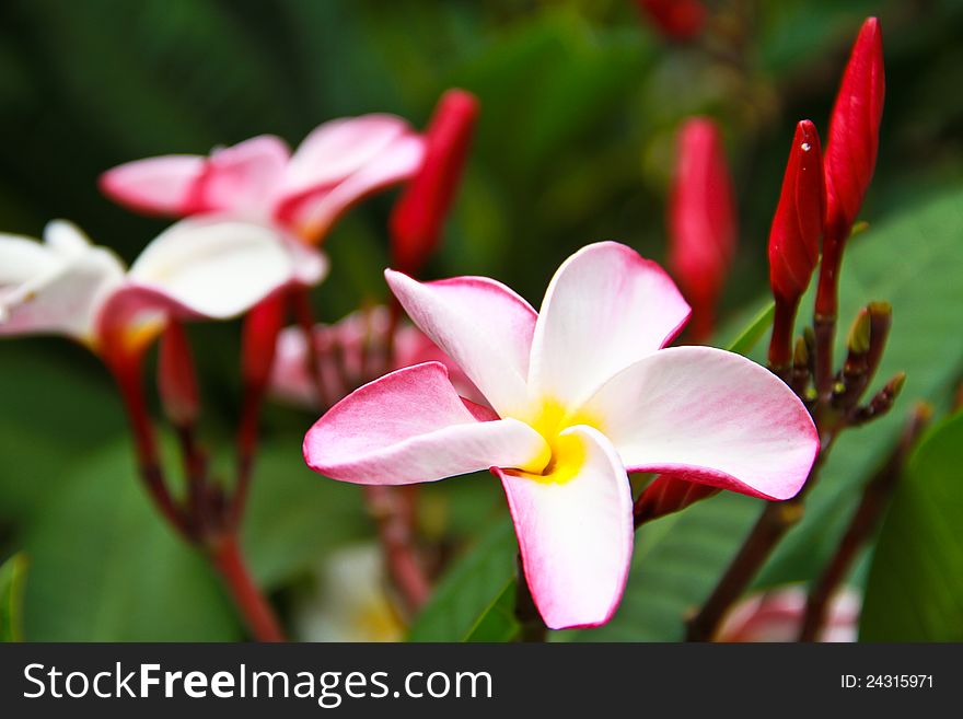 Pink Plumeria Flower close up