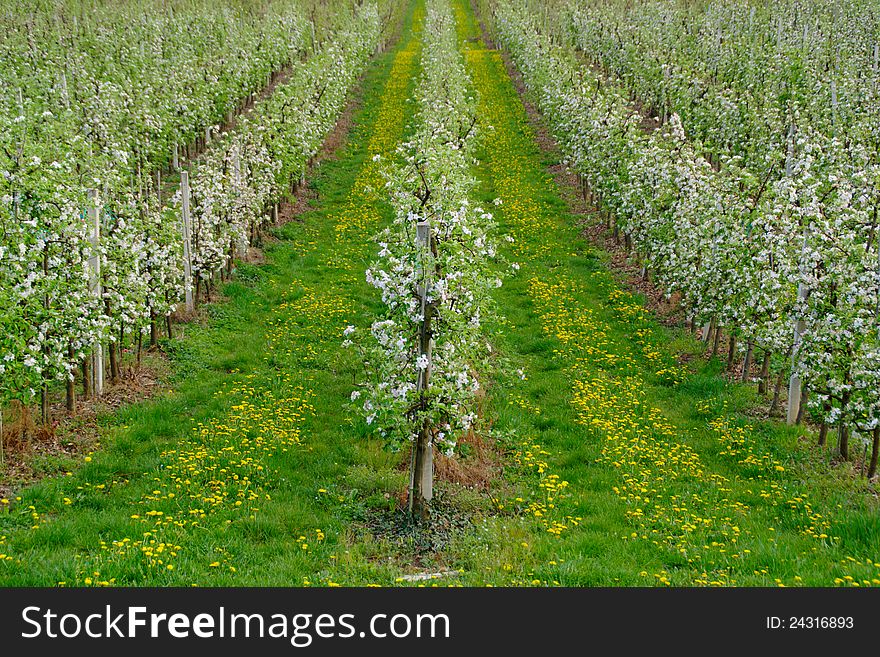 Rows of blossom apple trees in orchard in spring with shallow depth of field. Rows of blossom apple trees in orchard in spring with shallow depth of field.