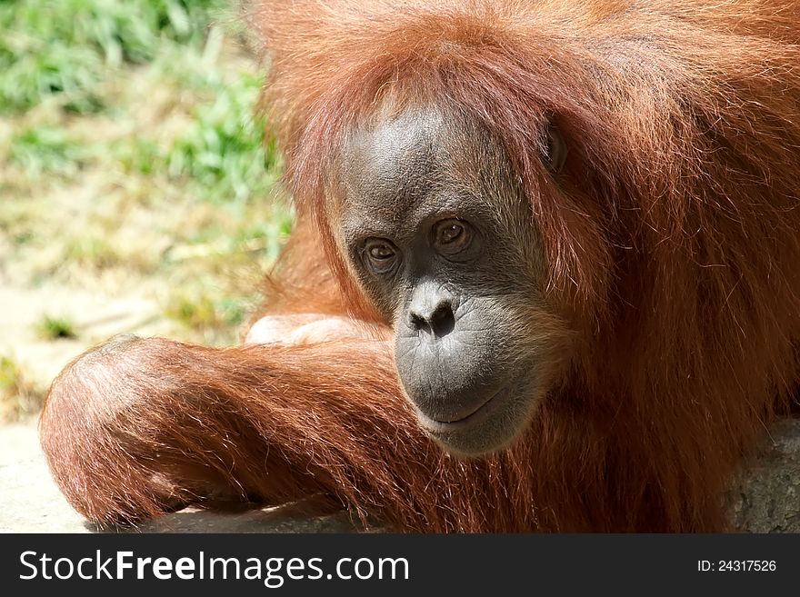 A close up portrait of the king of the primates, the Orang Utan