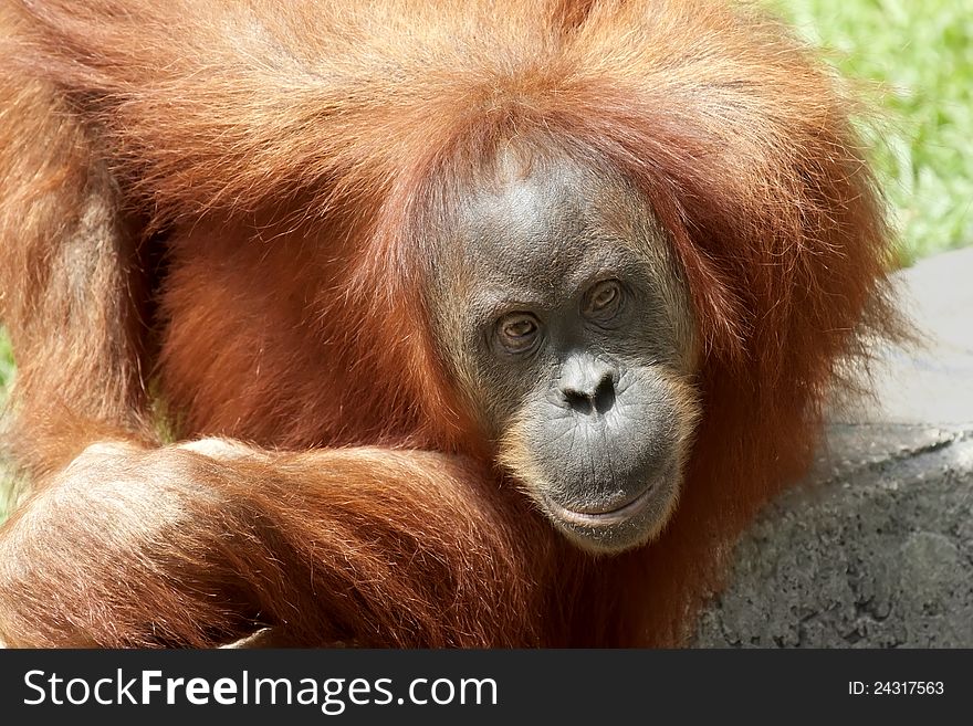 Orang Utan