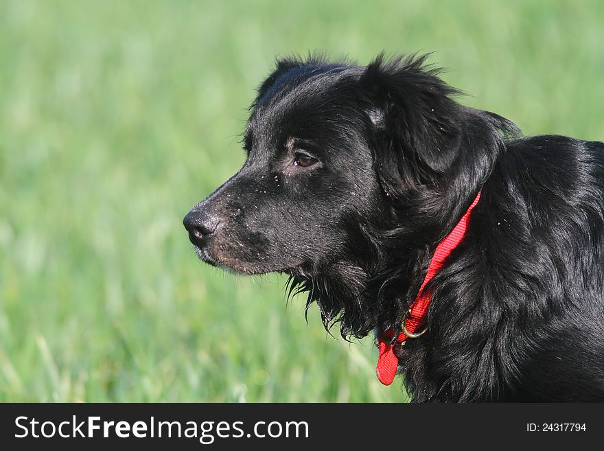 Natural portrait of a happy black and white puppy wearing a red collar image taken outside in the sunshine. Natural portrait of a happy black and white puppy wearing a red collar image taken outside in the sunshine