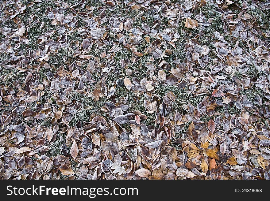 Brown frozen leaves background texture symbolizing winter mornings