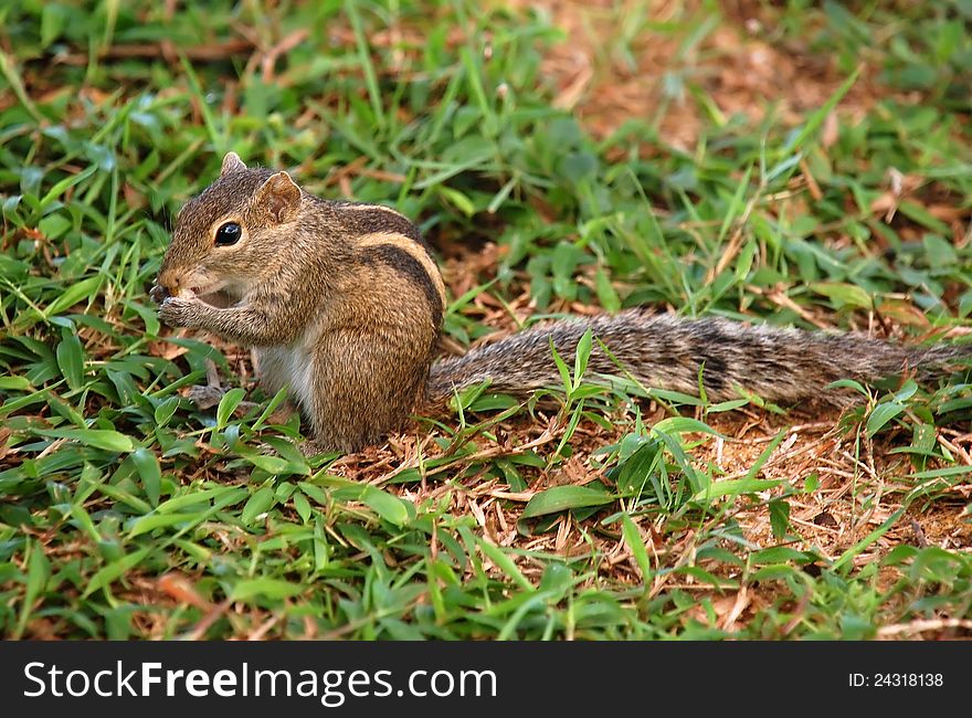 Striped palm squirrel eats food in Sri Lanka