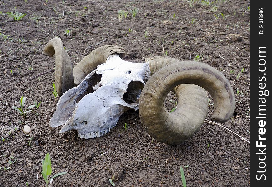 Skull of an old ram with great horns. Skull of an old ram with great horns