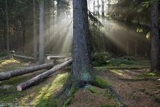 Sun Rays In Forest Stock Images Sun Rays In Forest Stock Images