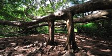 Banyan Tree Maui, Hawaii Royalty Free Stock Images