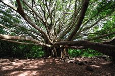 Banyan Tree Maui, Hawaii Stock Image
