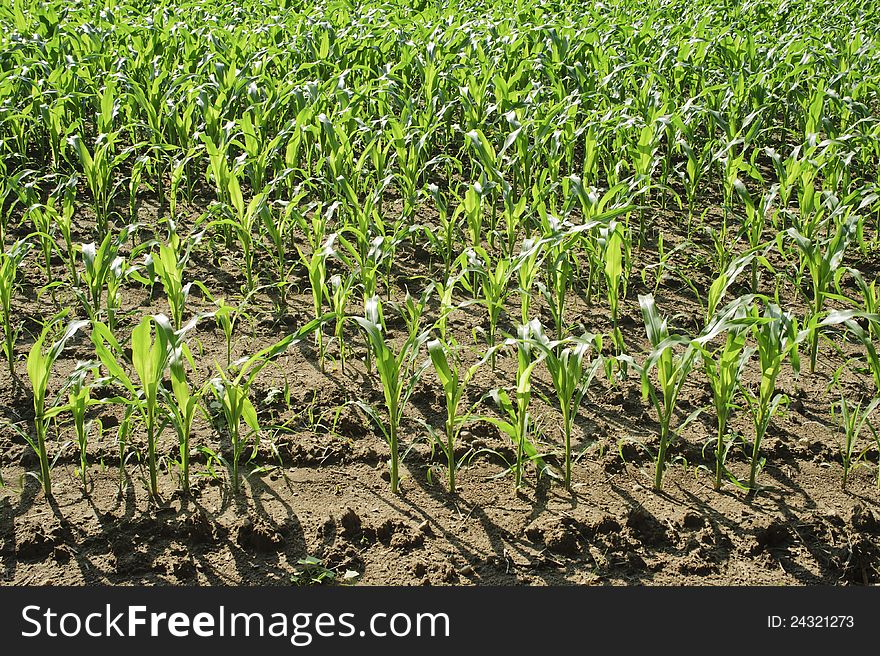 Nature Background Of Corn Field In Countryside.