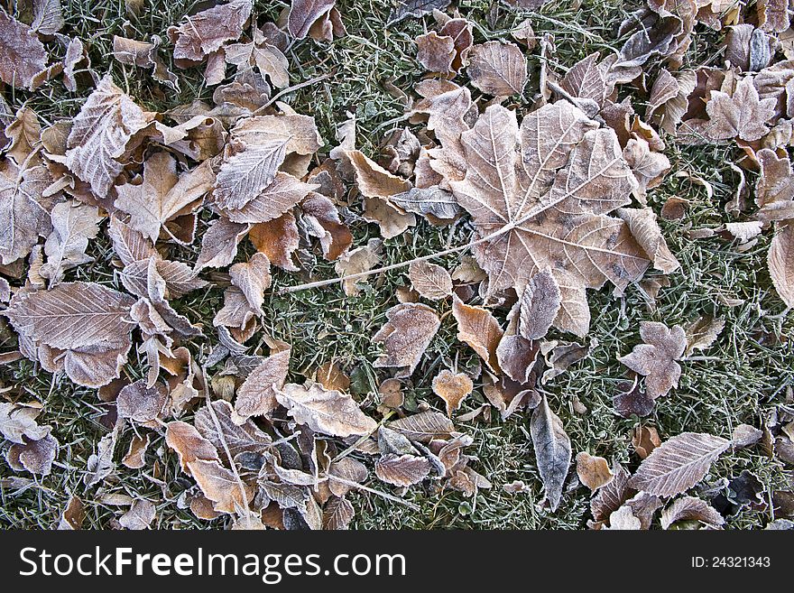 Frozen Tree Leaves On Grass