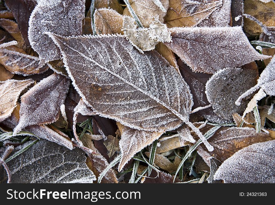 Details frosted brown fallen leaves. Details frosted brown fallen leaves