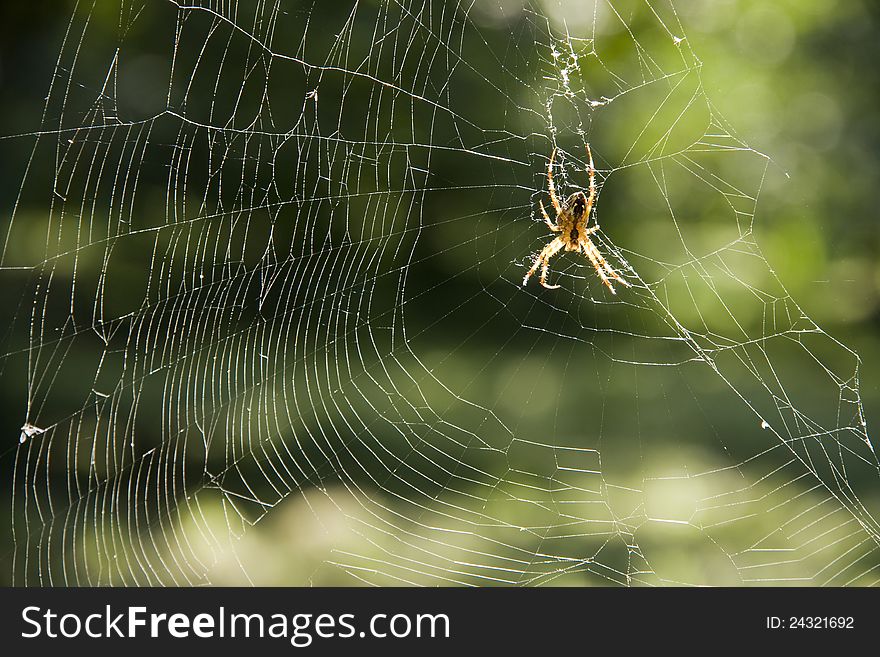 Yellow spider on web, isolated and a spider web, spider on a green background, torn spider web with spider, spider in daily sunlight