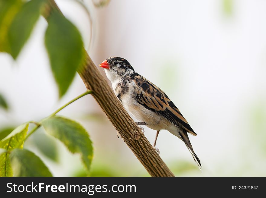 A tiny little finch resting on a branch. A tiny little finch resting on a branch.