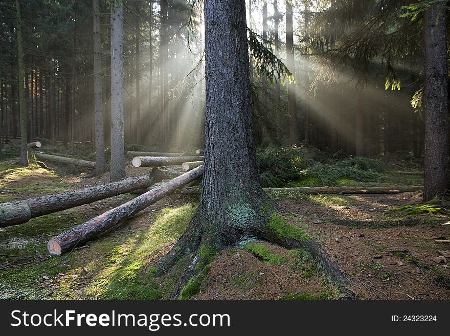 Sunrise in the spruce forest, felled trees in the forest, coniferous forest, sunlight through the trees, moss green and brown needles on the ground in the woods. Sunrise in the spruce forest, felled trees in the forest, coniferous forest, sunlight through the trees, moss green and brown needles on the ground in the woods