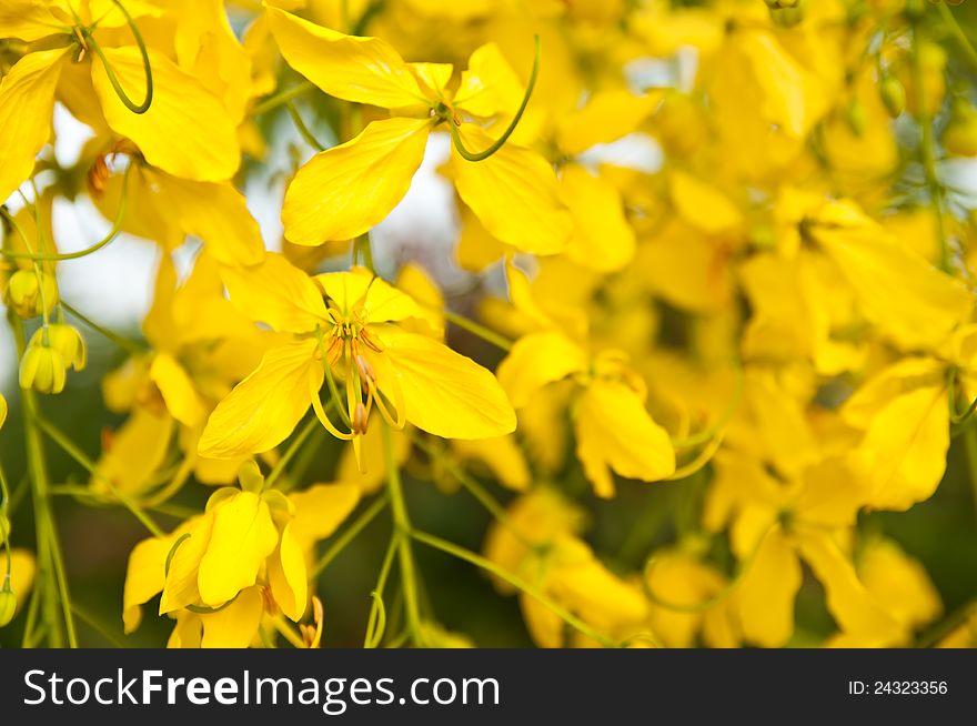 Golden Shower Tree on summer