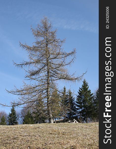 Larch bare in late winter