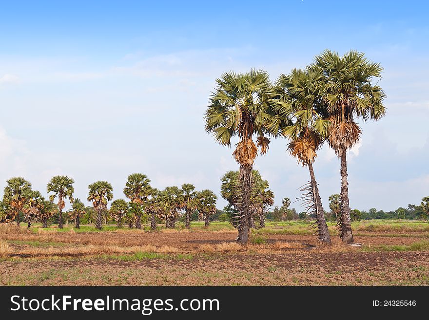 Sugar palm trees in the field , tropical friut
